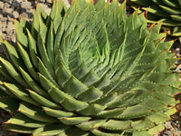 Aloe polyphylla